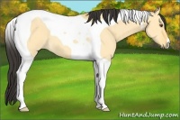 Horse Color:Buckskin Dun Tobiano 