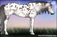 Horse Color:Gray Brown Near Leopard 