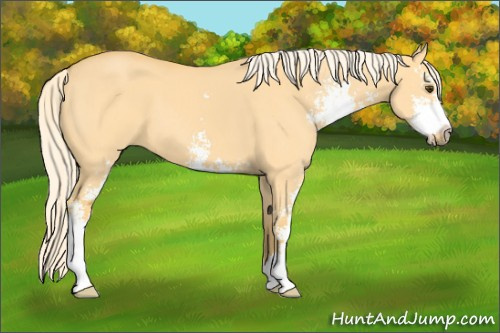 Horse Color: Palomino Dun Sabino 