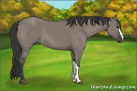 Horse Color:Grullo