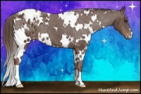 Horse Color:White Spotted Liver Chestnut Blanket 