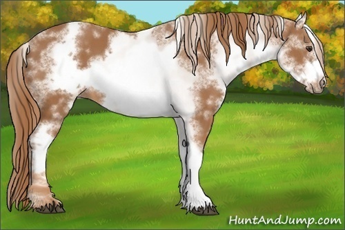 Horse Color: White Spotted Chestnut Frame 