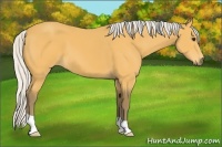 Horse Color:Silver Buckskin 