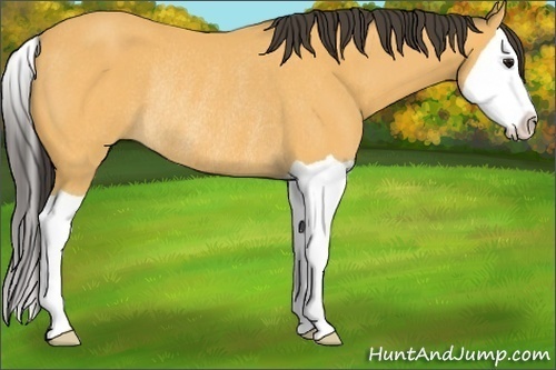 Horse Color: Buckskin Splash Rabicano 