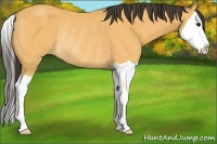 Horse Color:Buckskin Splash Rabicano 