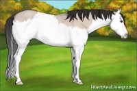 Horse Color:Brown Roan Dun Splash Rabicano