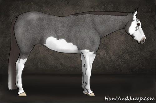 Horse Color: Liver Red Roan Splash Frame 