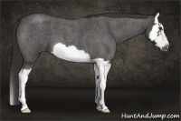 Horse Color:Liver Red Roan Splash Frame 