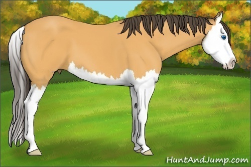 Horse Color: Unknown 