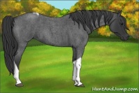 Horse Color:Blue Roan Tobiano