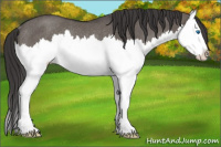 Horse Color:Smoky Grullo Splash Rabicano 
