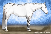 Horse Color:Brown Frame Leopard Rabicano 