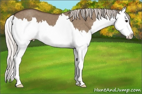 Horse Color: Unknown 