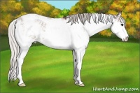 Horse Color:Silver Black Sabino 