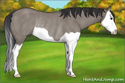 Horse Color: Unknown 
