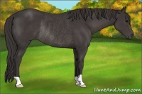 Horse Color:Smoky Black Rabicano 