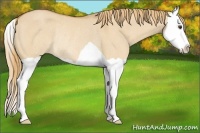 Horse Color:Red Dun Splash Rabicano