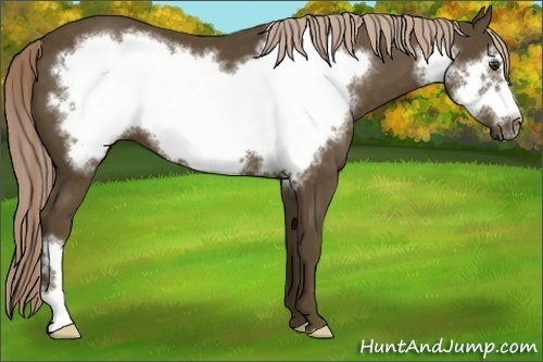 Horse Color:Chocolate Palomino Frame 