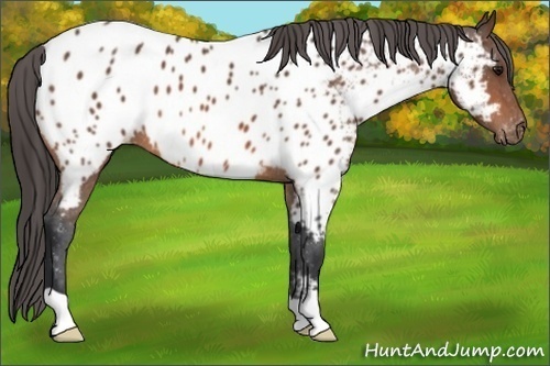 Horse Color:Bay Appaloosa 