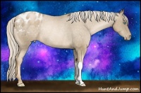Horse Color:Chocolate Palomino Pearl Appaloosa Rabicano