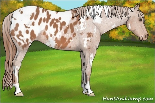 Horse Color:White Spotted Chestnut Blanket 