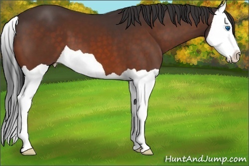 Horse Color:Brown Splash