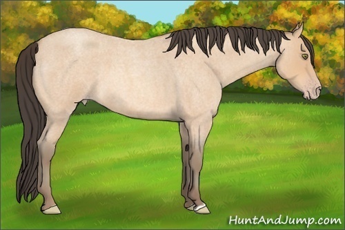 Horse Color:Amber Champagne Roan 