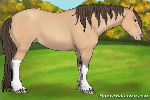 Horse Color: Unknown 
