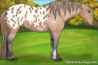 Horse Color:Buckskin Blanket 
