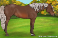Horse Color:Silver Bay 