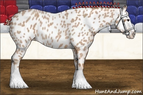 Horse Color:Red Roan Splash Appaloosa 