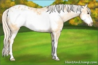 Horse Color:White Spotted Palomino Frame Blanket Rabicano 