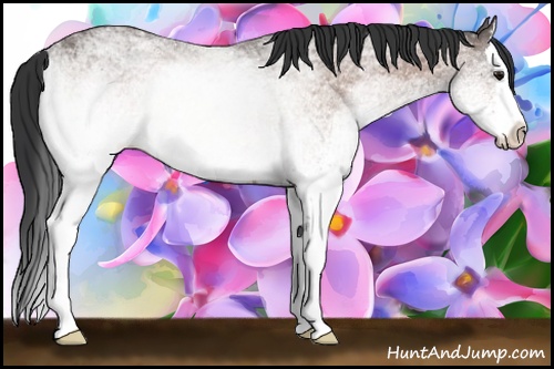 Horse Color: ERROR: UNKNOWN ANOMALY