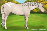 Horse Color:Chocolate Palomino Pearl Blanket 