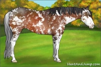 Horse Color:Brown Sabino 
