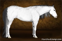 Horse Color:White Spotted Black