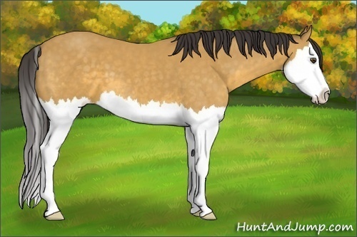 Horse Color: Unknown 