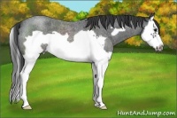 Horse Color:Blue Roan Splash Frame 