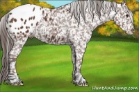 Horse Color:Bay Appaloosa 