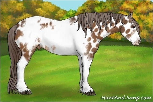 Horse Color:Buckskin Tobiano Frame Appaloosa 