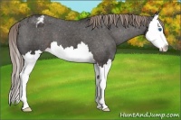 Horse Color:Liver Chestnut Splash Appaloosa 