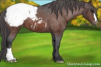 Horse Color:Bay Snowcap 