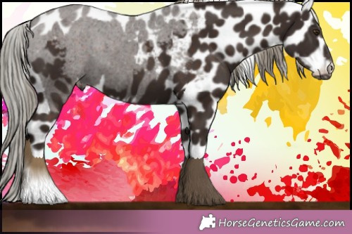 Horse Color:Liver Chestnut Mushroom Appaloosa 