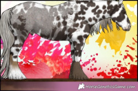 Horse Color:Liver Chestnut Mushroom Appaloosa 