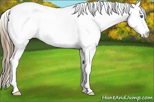 Horse Color:Smoky Grullo Splash Tobiano Appaloosa 