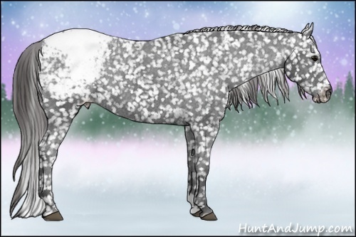 Horse Color:Black Appaloosa 