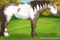 Horse Color:Liver Red Dun Frame 