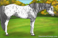 Horse Color:White Spotted Blue Roan Splash Frame Appaloosa