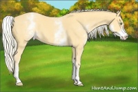Horse Color:White Spotted Gold Cream Champagne 