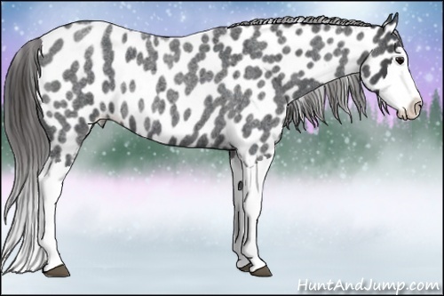 Horse Color: Blue Roan Splash Near Leopard Rabicano 